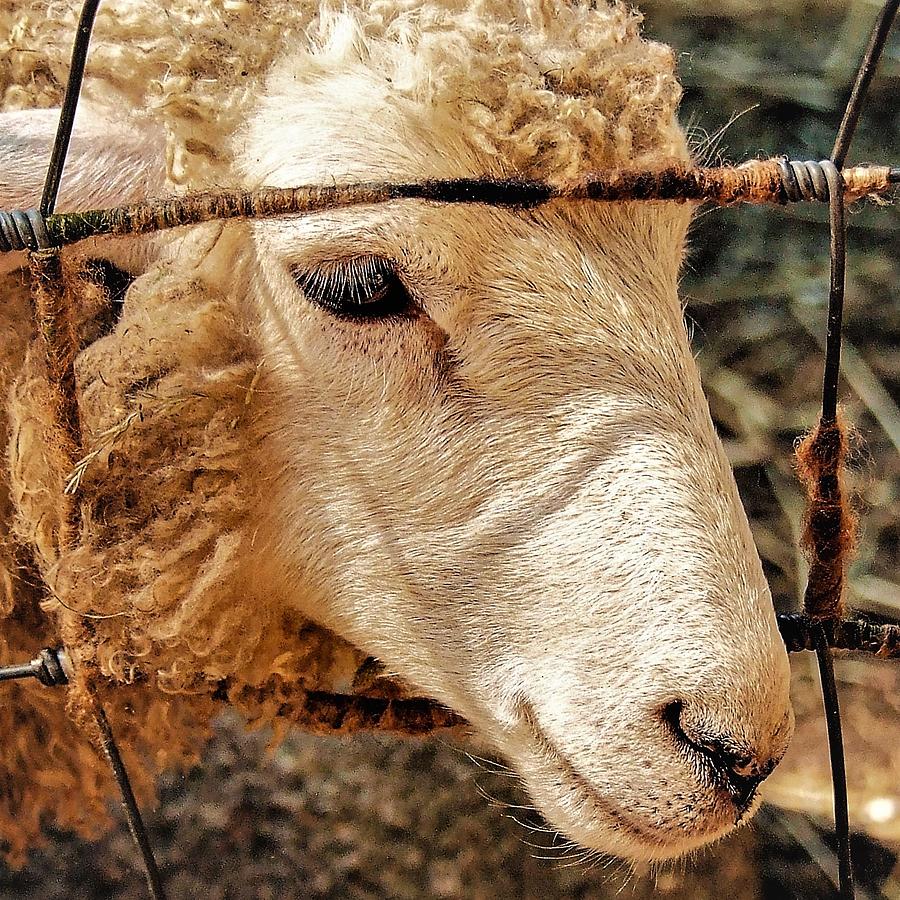 Sheep Photograph by John Linnemeyer