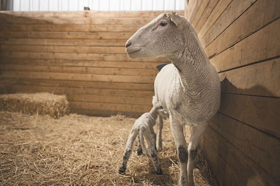 Sheep nursing lamb in barn Photograph by Hill Street Studios