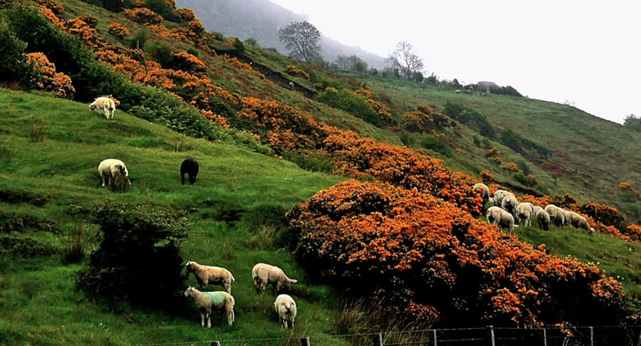 Sheep of Ballygally Photograph by Lexa Harpell