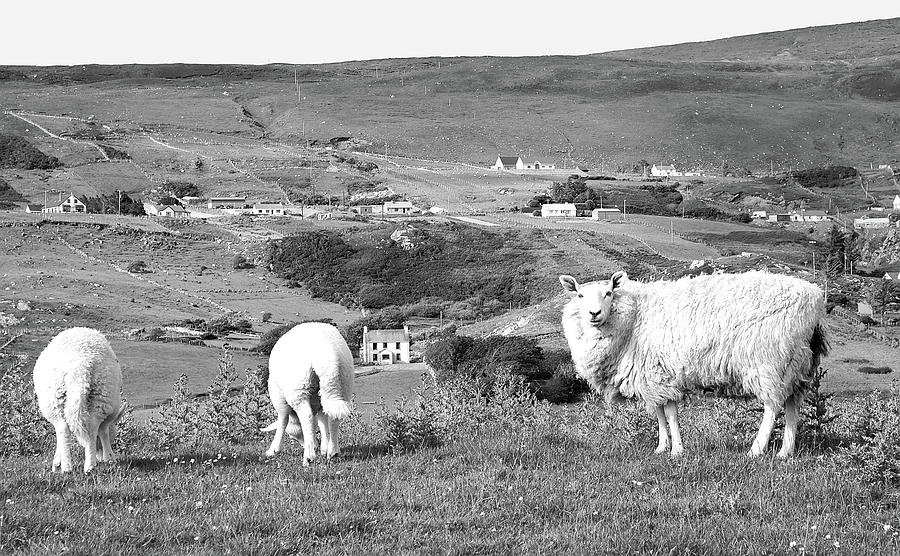 Sheep of Glencolmcille, County Donegal in BW Photograph by Lexa Harpell