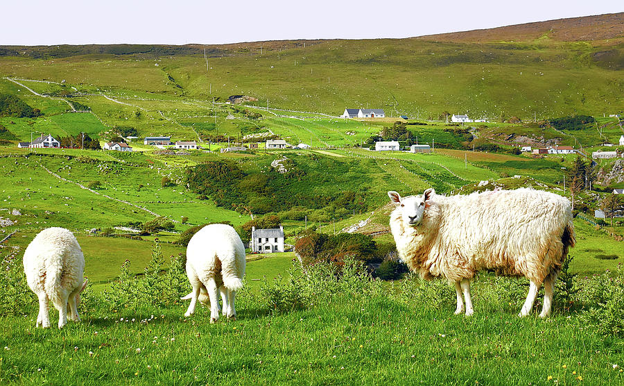 Sheep of Glencolmcille, County Donegal Photograph by Lexa Harpell