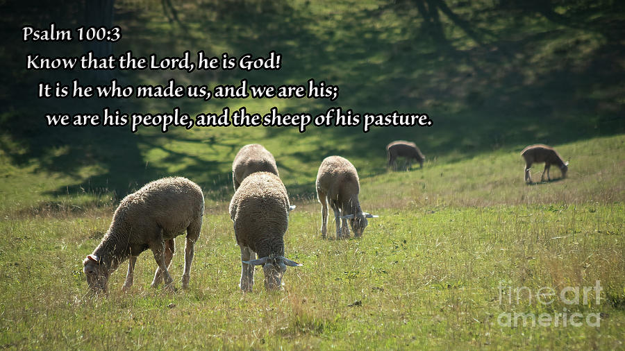 Sheep Photograph - Sheep Of His Pasture by Janice Pariza