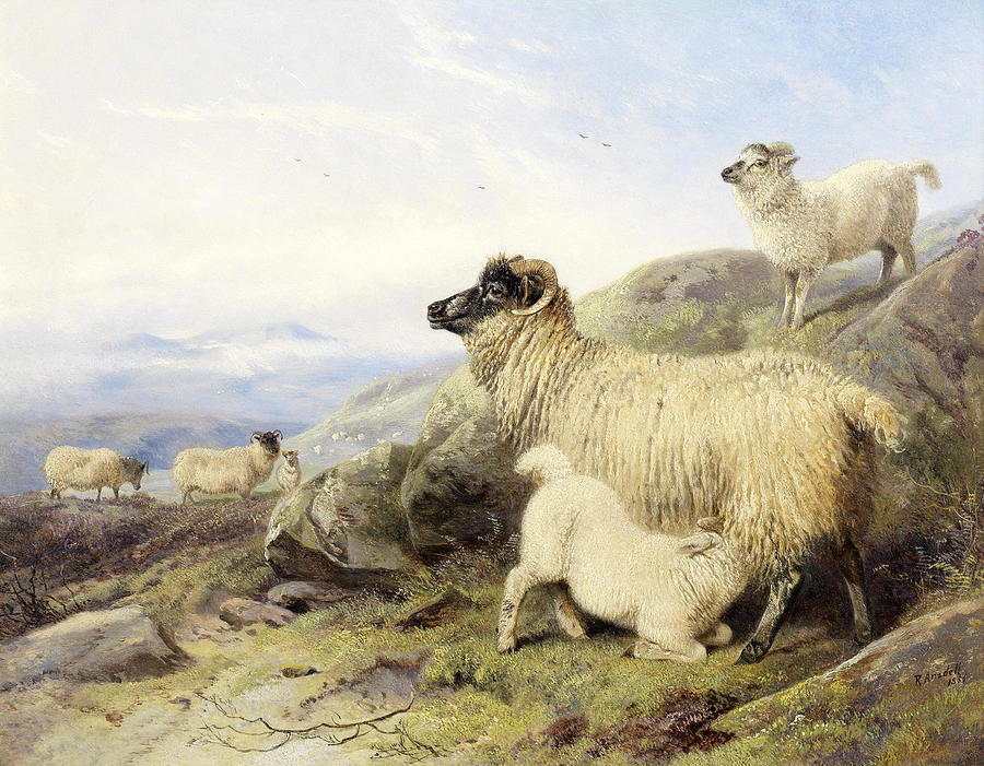 Sheep on a mountainside Painting by Richard Ansdell