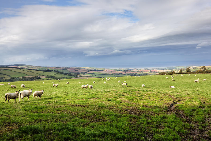 Sheep on Exmoor in Autumn Photograph by Tirc83