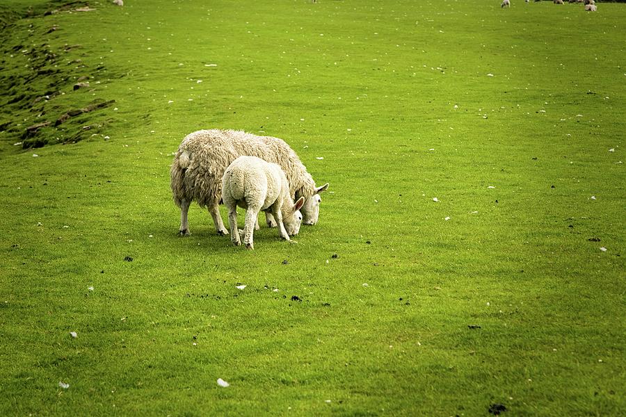 Sheep On Farmland Eating Photograph