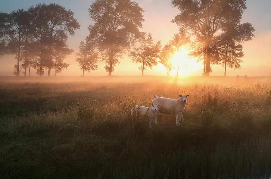 Sheep On Misty Pasture At Sunrise Photograph by Catolla