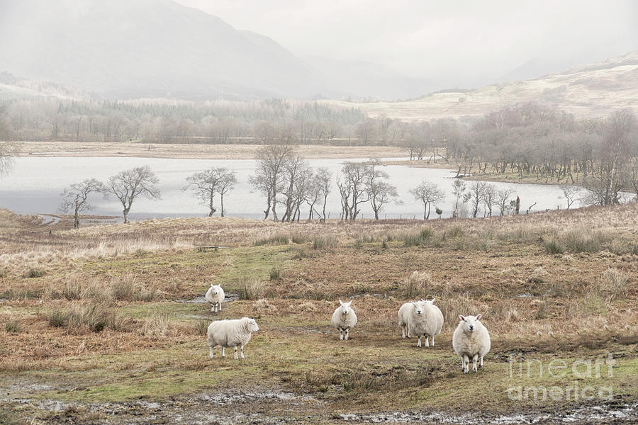 Sheep on the Banks of Loch Awe Scotland Photograph by Lynn Bolt