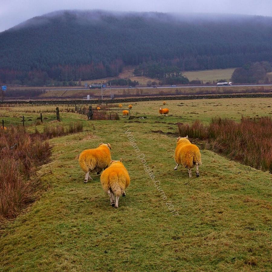 Sheep on the Dalveen Pass Photograph by William Currie - Fine Art America