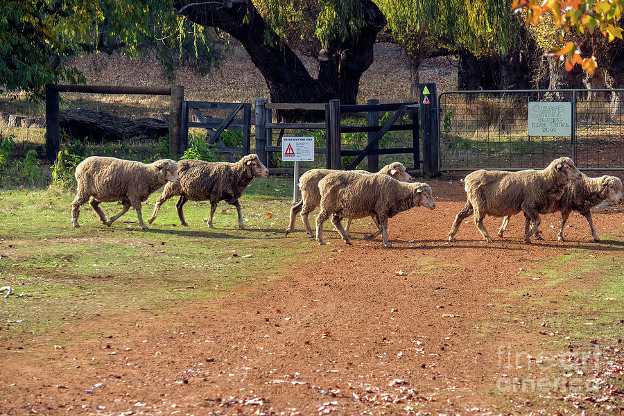 Sheep on the Move 2 Photograph by Elaine Teague