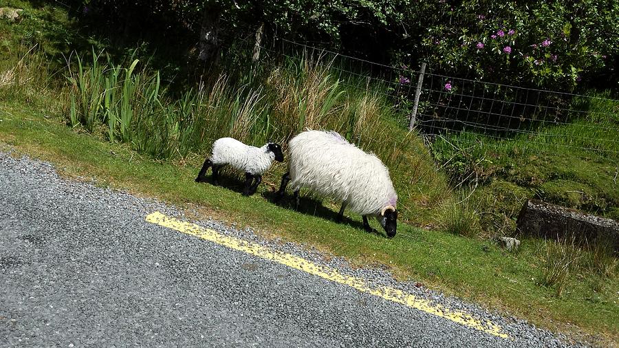 Sheep On The Road Photograph by Joelle Philibert