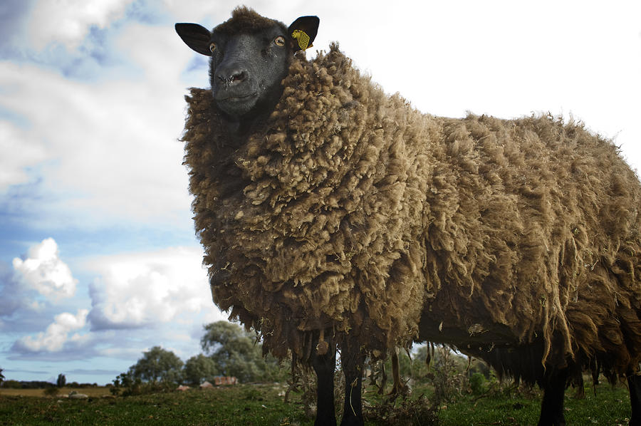 Sheep (Ovis aries) on farm, UK Photograph by Richard Clark