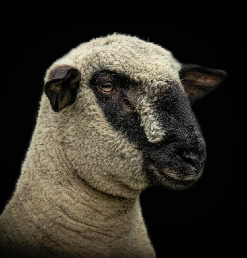 Sheep Portrait Digital Art by Marjolein Van Middelkoop