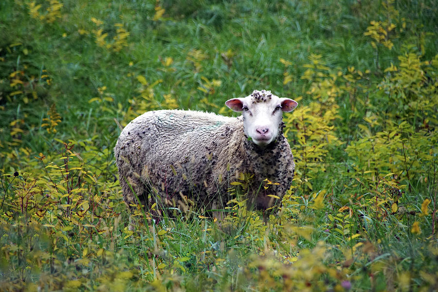 Sheep Photograph - Sheep Portrait by Mike Murdock