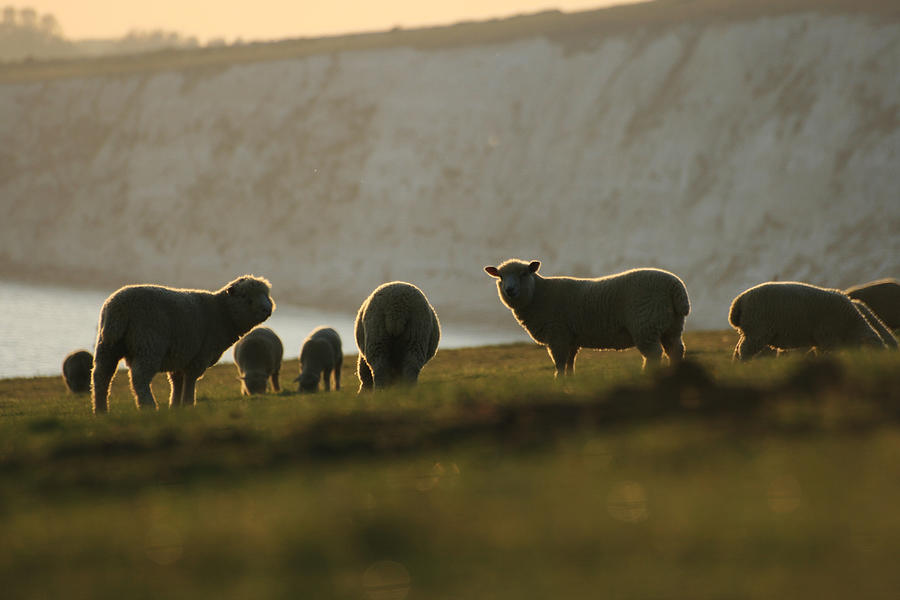 Sheep Photograph by s0ulsurfing - Jason Swain
