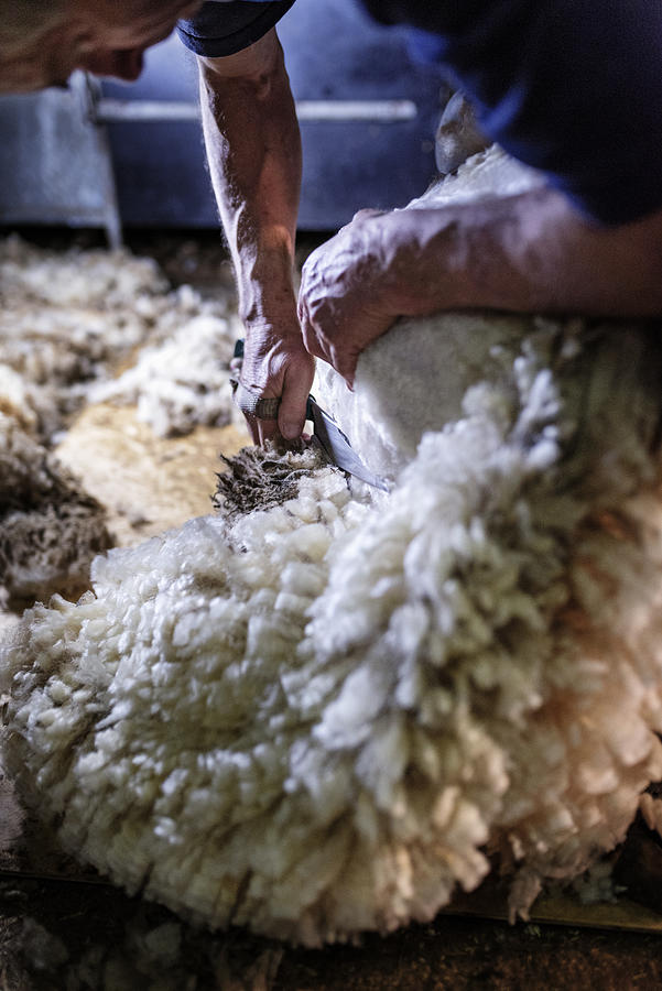 Sheep Shearer Using Old Fashioned Shears Photograph by ClarkandCompany