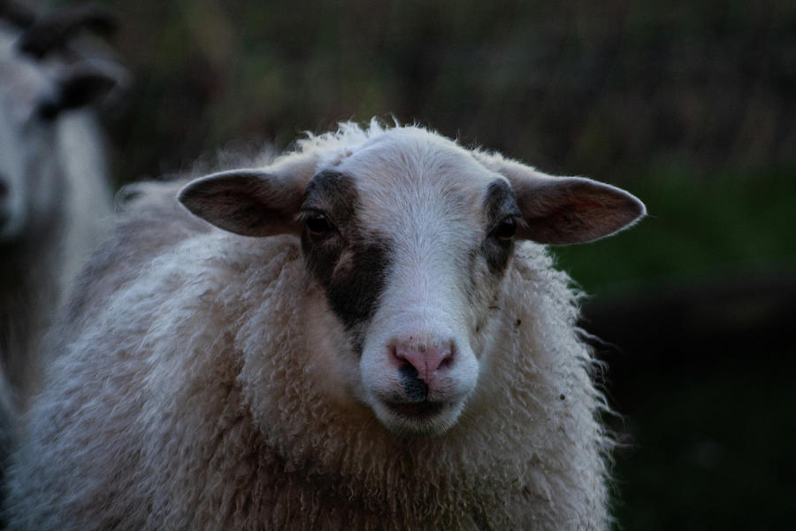 Sheep Photograph by Sven Dressler - Fine Art America