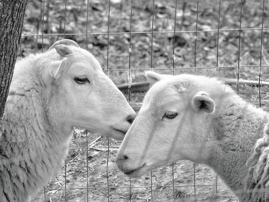 Sheep Whispers Photograph by Kathy Ozzard Chism