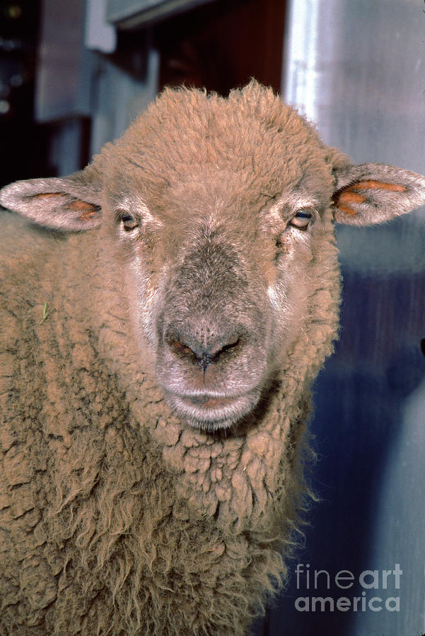 Sheep, Wool, Eyes Photograph by Wernher Krutein