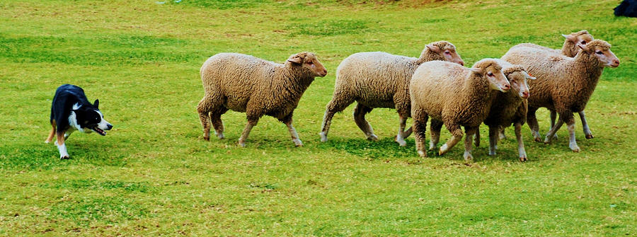 Sheepdog herding sheep in grassy field Photograph by Kendra Morgan / FOAP