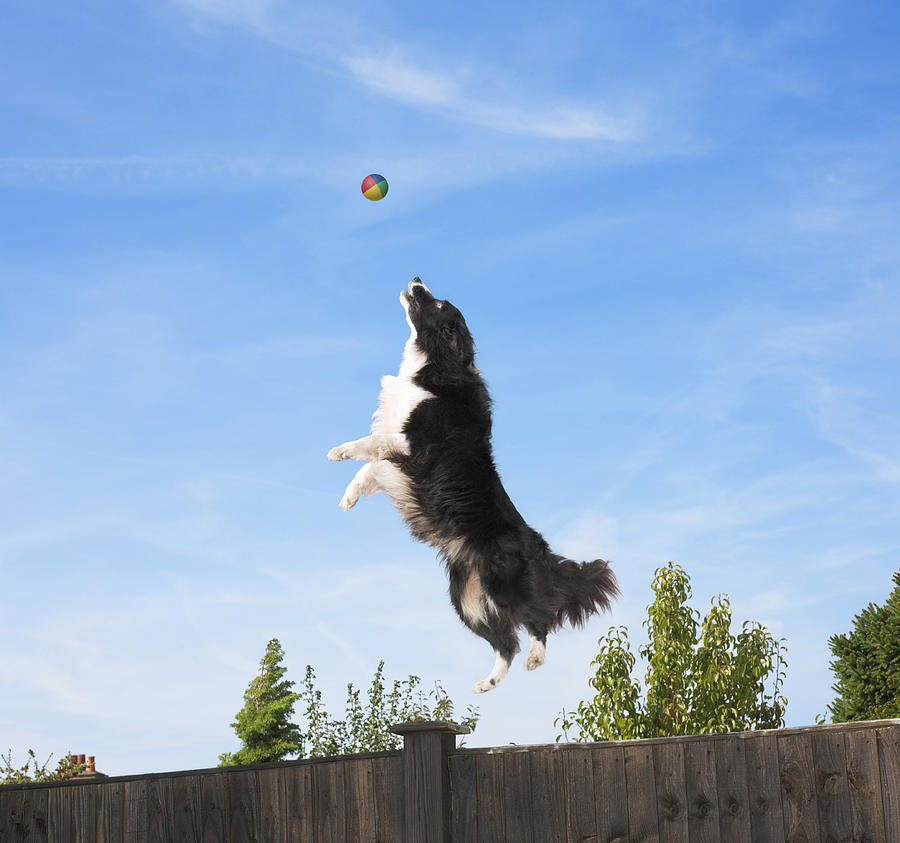 Sheepdog Jumping to Catch a Ball Photograph by Digital Zoo