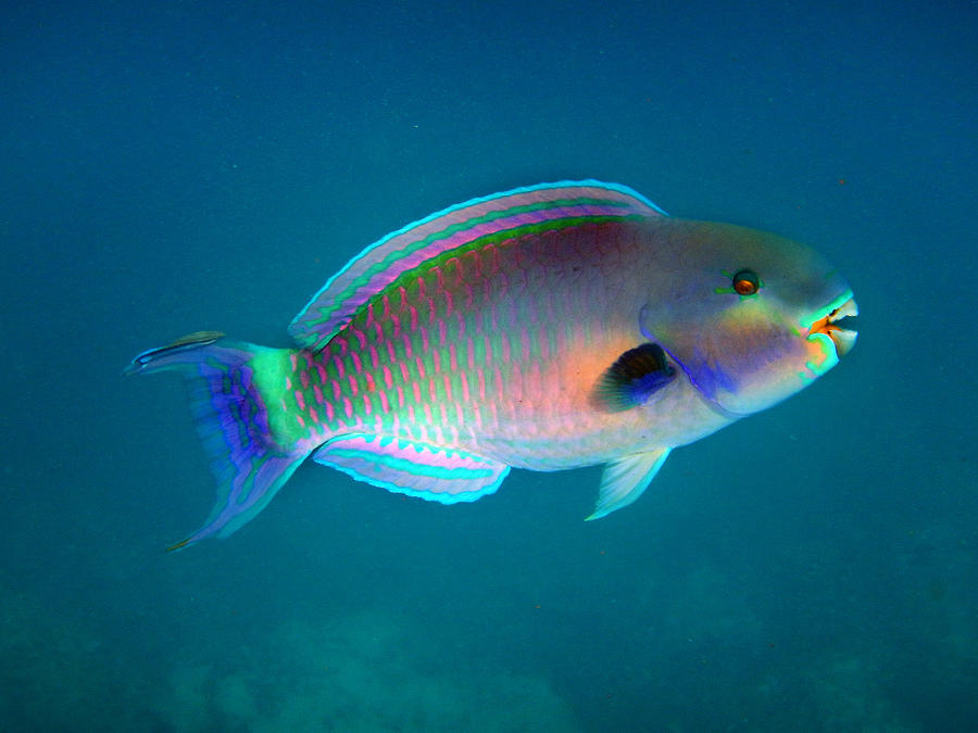 Sheephead Parrotfish, Scarus strongylocephalus Photograph by Federica Grassi Sheephead Parrotfish, Scarus strongylocephalus Photograph by Federica Grassi