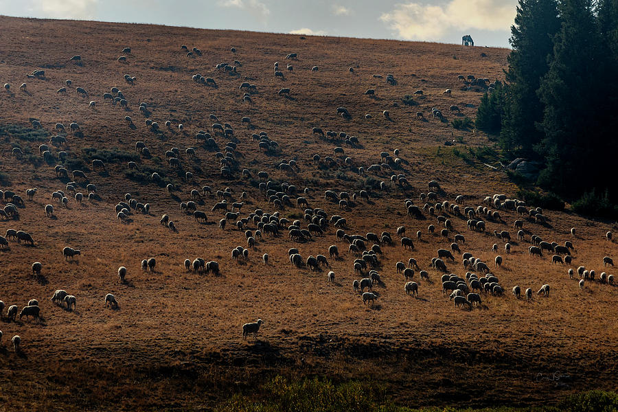 Sheepherder on Watch Photograph by Craig J Satterlee