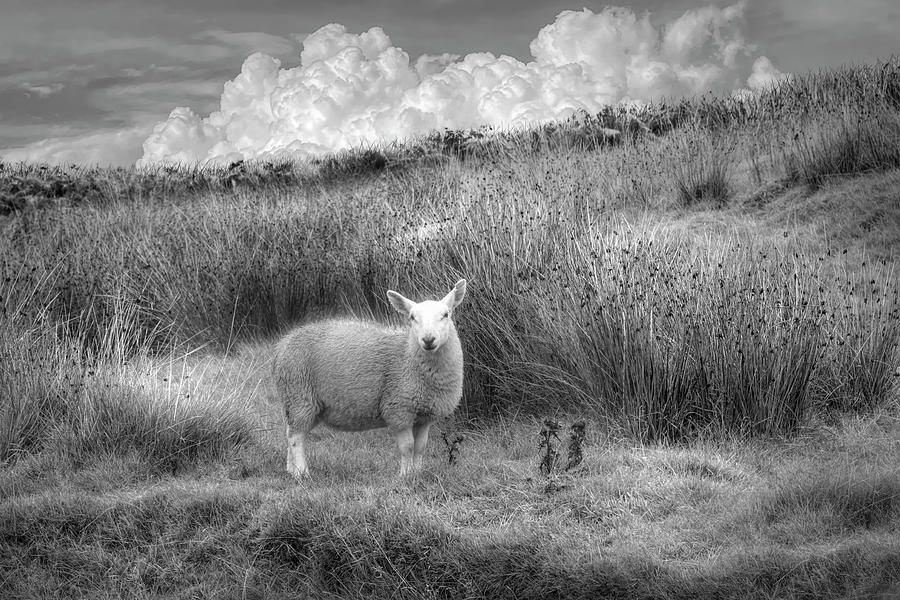 Sheepish Greeting Black and White  Photograph by Debra and Dave Vanderlaan