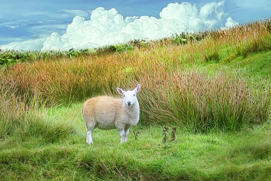 Sheepish Greeting Painting Photograph by Debra and Dave Vanderlaan