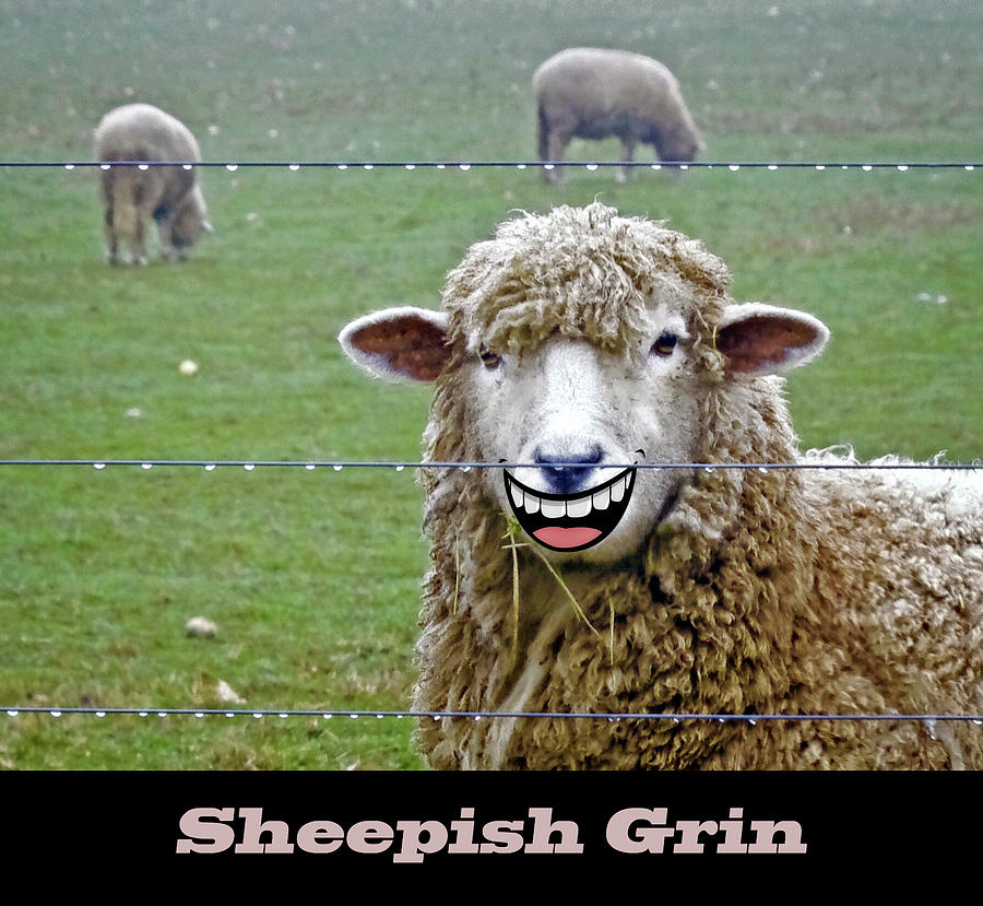 Sheepish Grin Digital Art by Brian Wallace