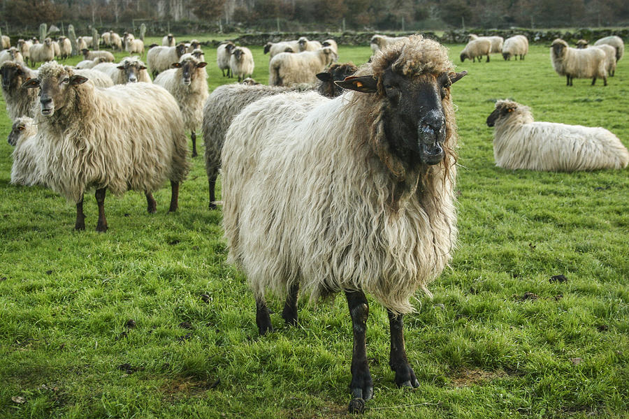 Sheeps Photograph by Brais Seara
