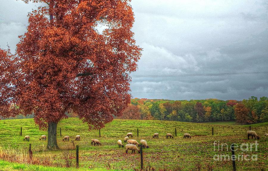 Sheeps in Autumn Photograph by Randy Pollard