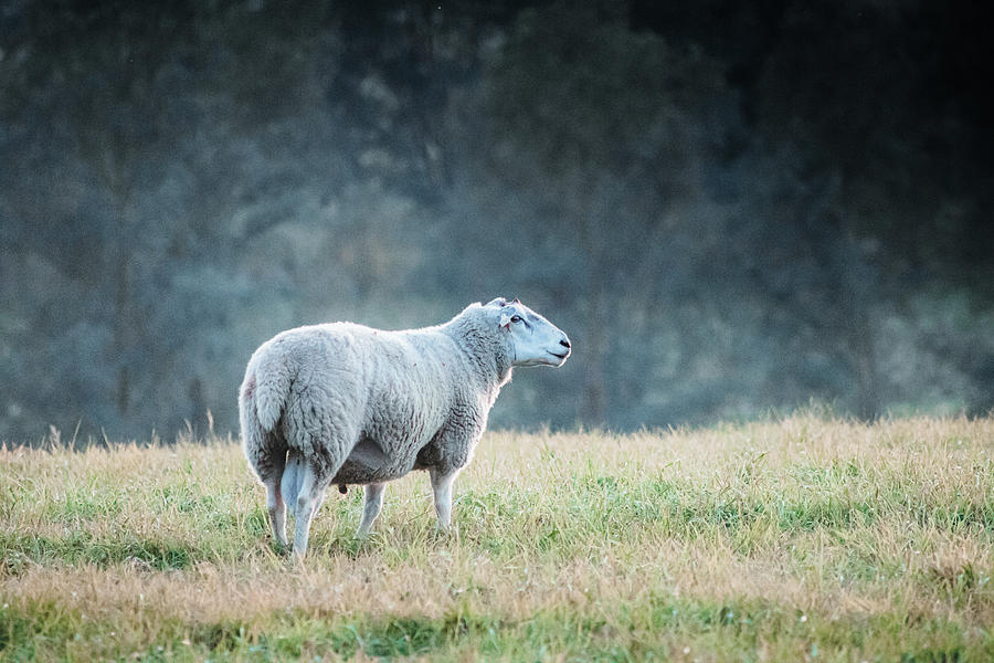 Sheeps Life Photograph