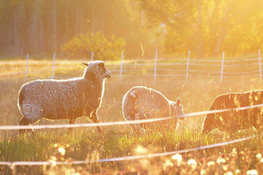 Sheeps running over a meadow at sunset Photograph by Ulrich Kunst And Bettina Scheidulin