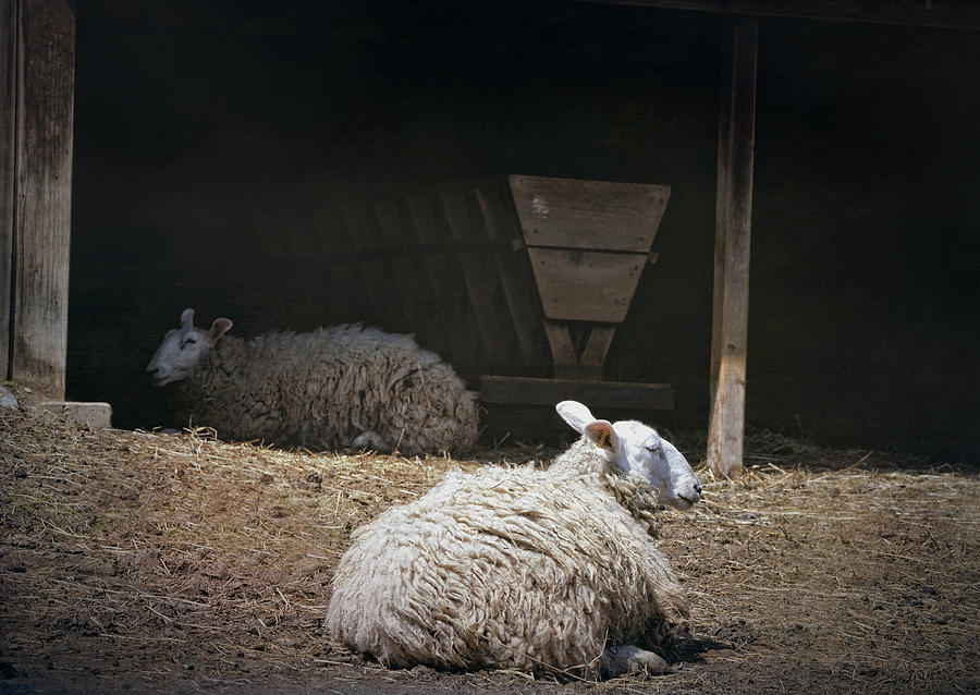 Sheeps Taking A Nap Photograph by Maria Angelica Maira