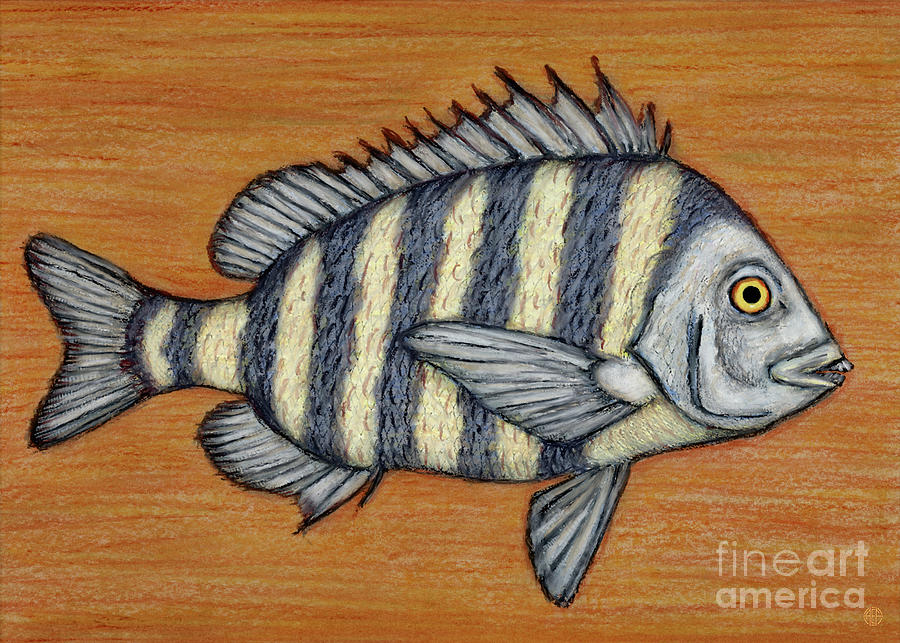 Sheepshead Fish Painting by Amy E Fraser