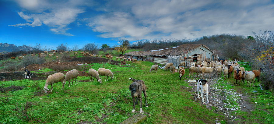 Sheep,sheepcote,sheep dogs Photograph by Photo By Dimitrios Tilis