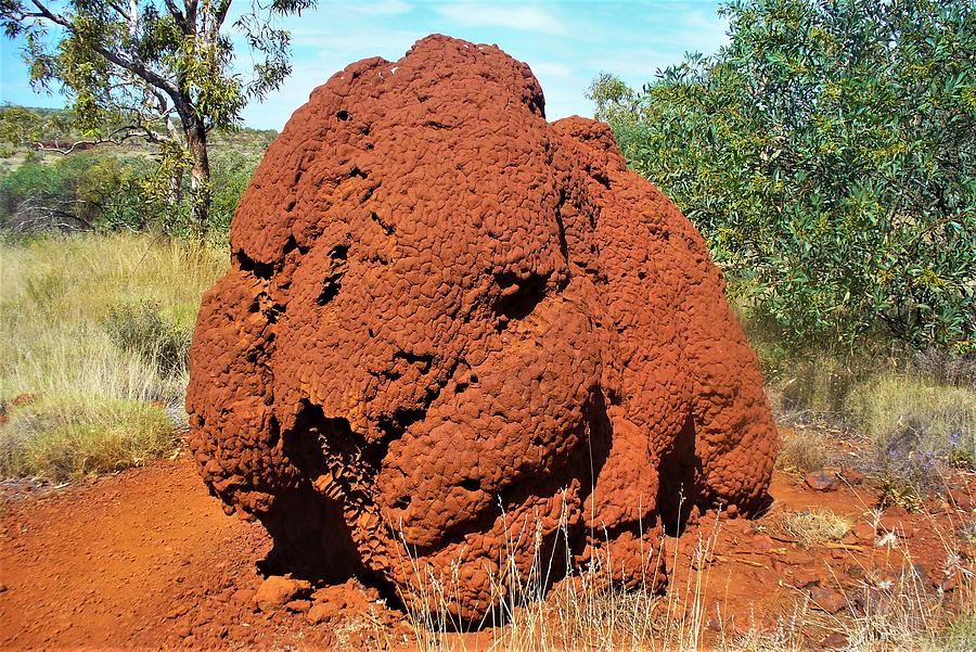 Sheepy Termite Mound Photograph