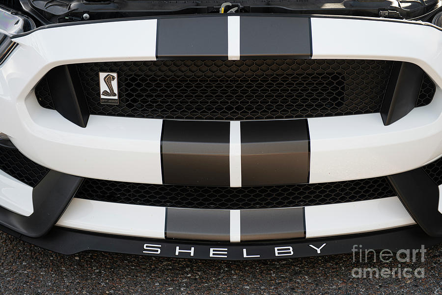 Shelby - Mustang - Snake Photograph