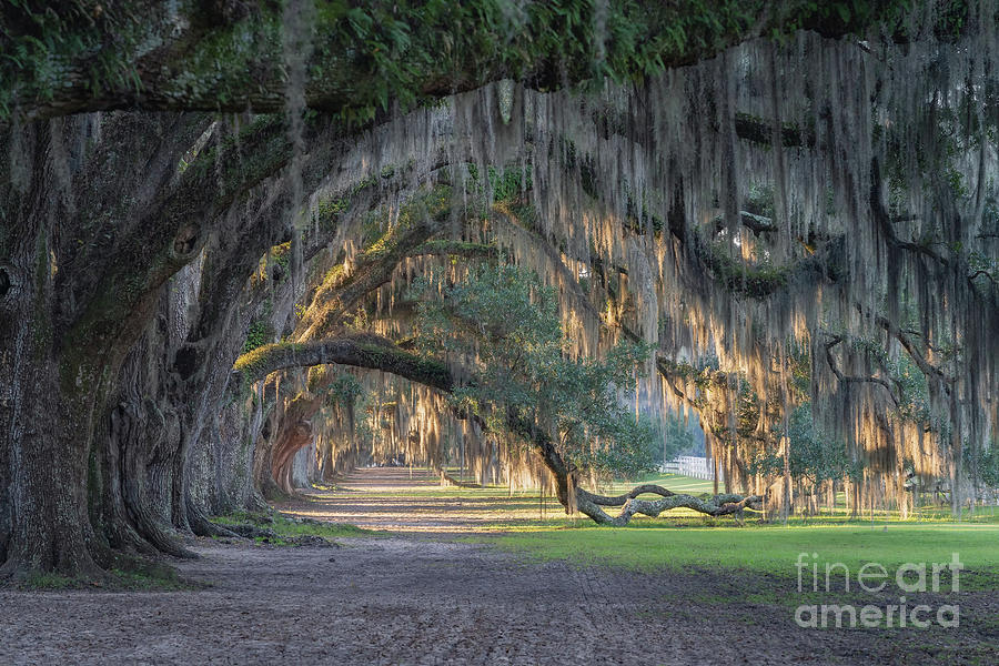 Sheldon Tomotley Plantation 4 Photograph by Maria Struss Photography ...