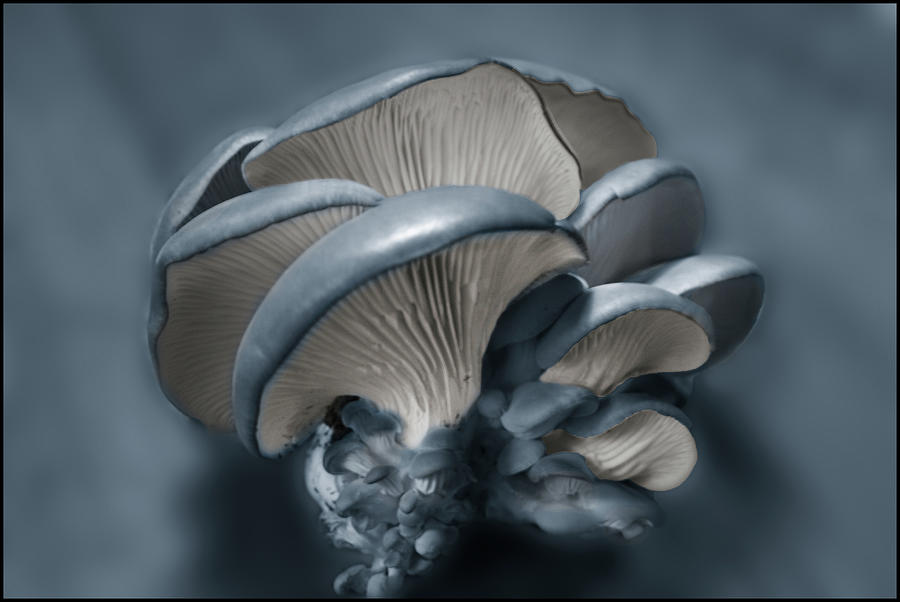 Shelf Fungus in Blue Photograph by Wayne King