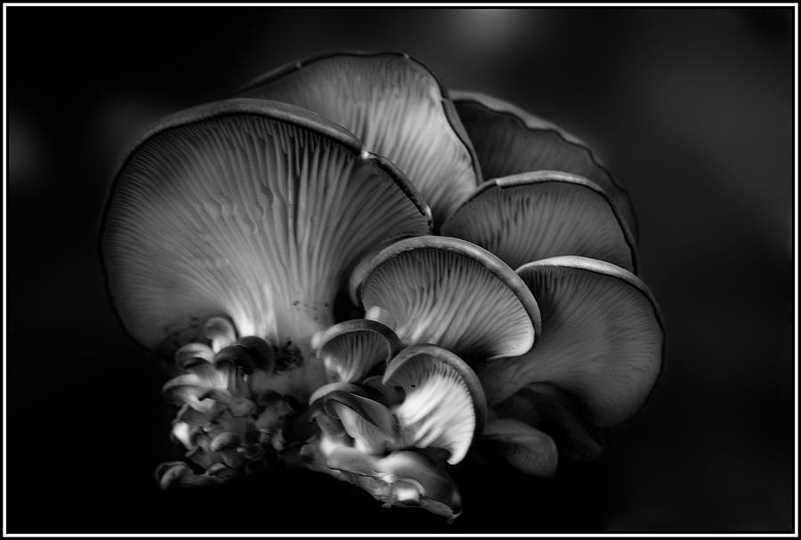 Shelf Fungus Monochrome Photograph by Wayne King