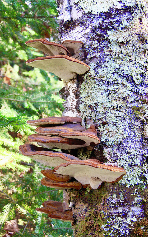 Shelf Fungus Photograph