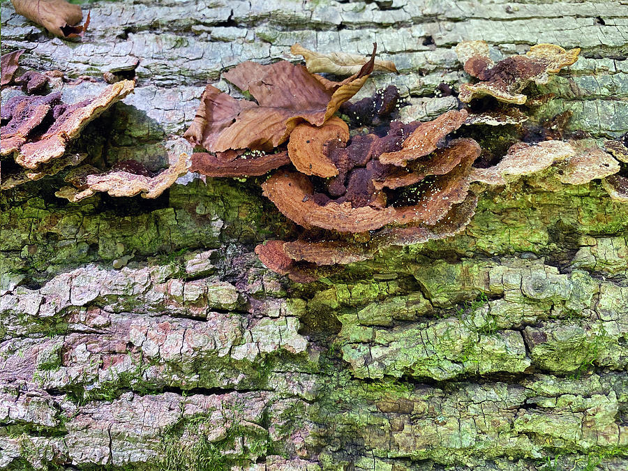Nature Photograph - Shelf Mushrooms on Fallen Tree by Gravityx9 Designs