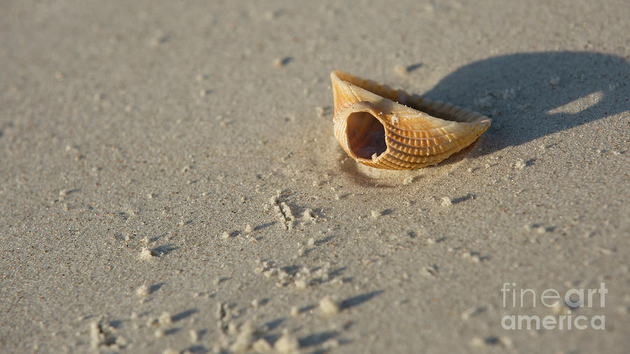 Shell Photograph by Agnes Caruso