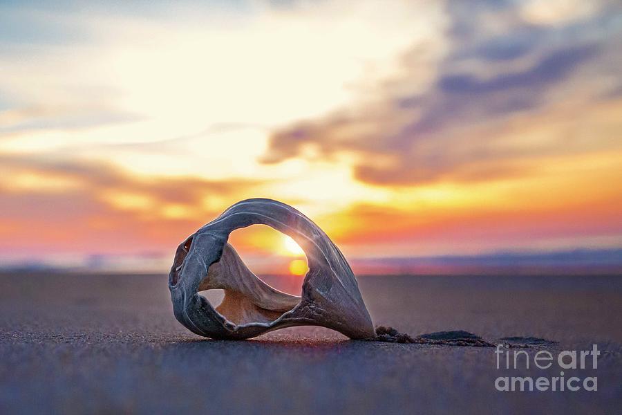 Shell at Sunrise Photograph by Laurinda Bowling