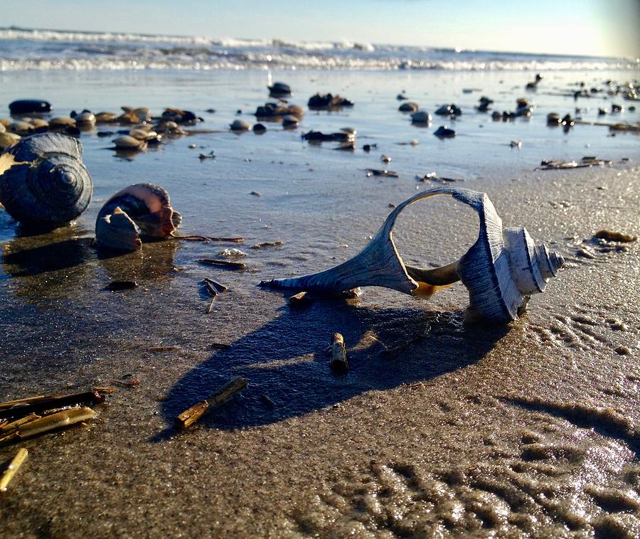 Shell At Sunset Photograph By Cheryl Scanlan - Fine Art America