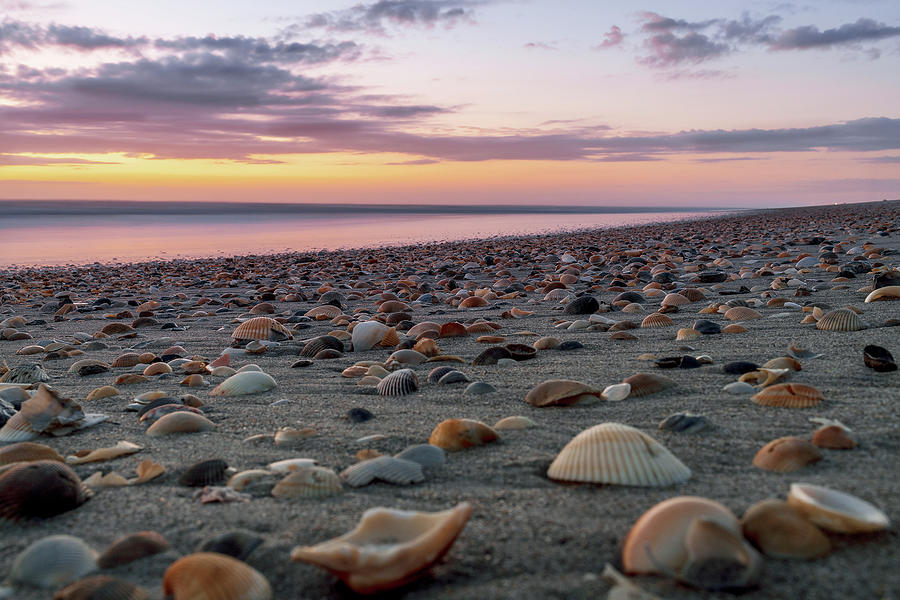 Shell Beach Photograph by Jamie MacKenzie - Fine Art America