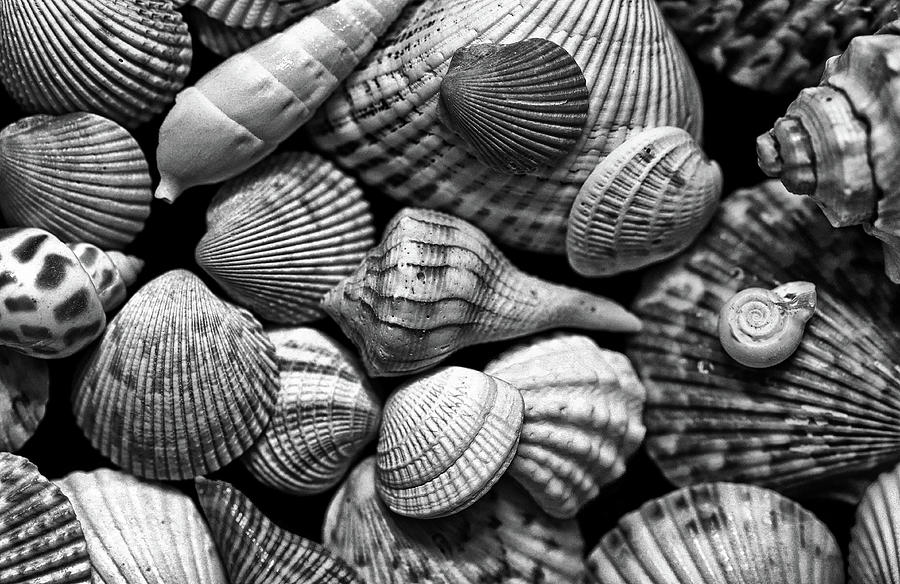 Shell Collection Closeup BW 020722 Photograph by Mary Bedy