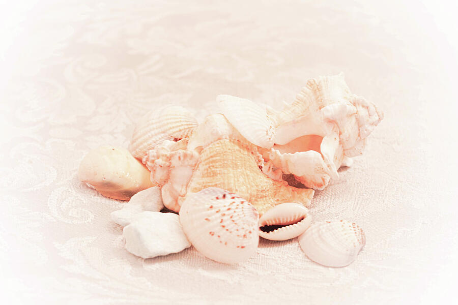 Shell Collection Photograph by Lorraine Palumbo