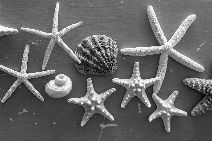 Shell Constellation Black And Whitew Photograph by Laura Fasulo